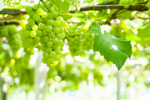 ぶどうの実